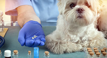 Homeopatia-Veterinaria