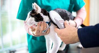 Patologia-Veterinaria-Especial-para-Caes-e-Gatos---Basico