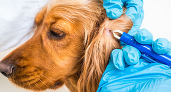 Principais-Ectoparasitas-de-interesse-Veterinario