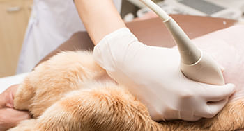 Radiologia-e-Ultrassonografia-em-Pequenos-Animais