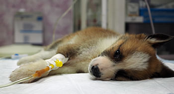 Urgencias-e-Emergencias-na-Clinica-Veterinaria