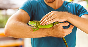 Anfibios-e-Repteis--Classificacao-Diversidade-e-Ecologia