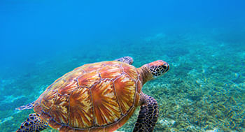 Biologia-Marinha