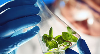 Fisiologia-Vegetal