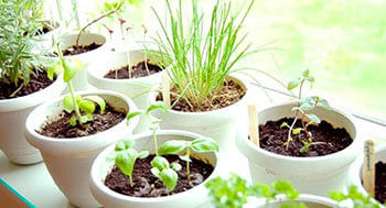 Cultivo-de-Ervas-e-Hortalicas-em-Casab